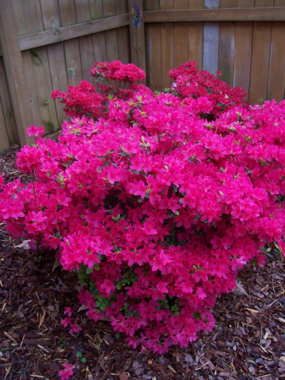Azaleas