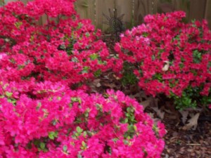 Azaleas
