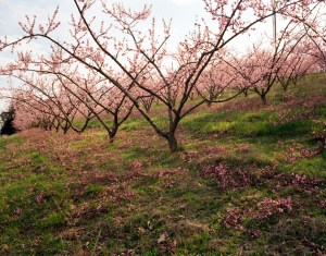 Photo by Mark Wood, Chattanooga, Tennessee
