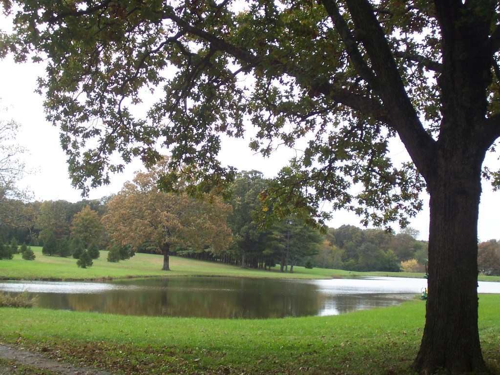 Ponderosa Tree Farm Ponderosa Tree Farm