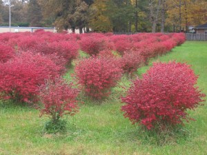 Burning bush